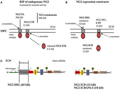 The Intracellular Cleavage Product of the NG2 Proteoglycan Modulates Translation and Cell-Cycle Kinetics via Effects on mTORC1/FMRP Signaling